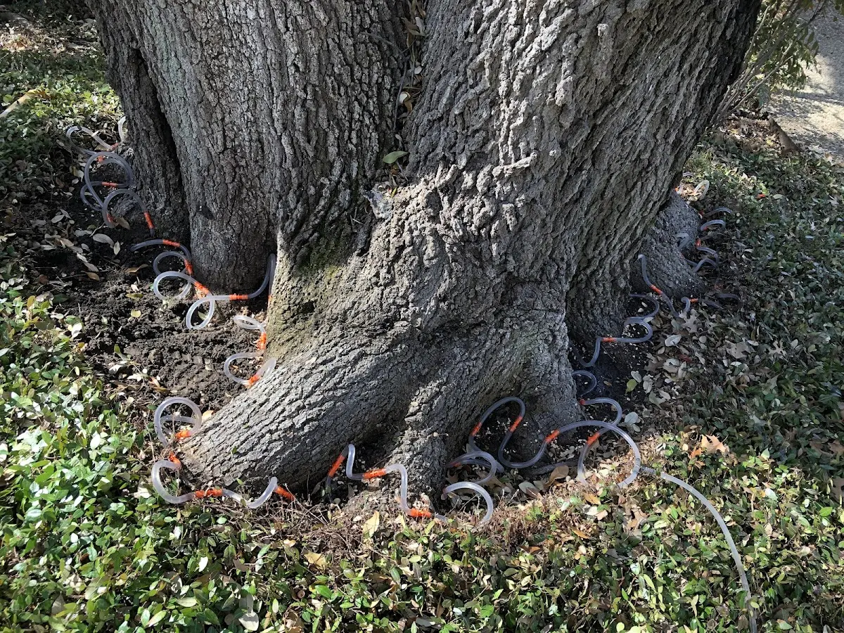 Detailed Tree Cabling and Bracing job site in Pagosa Springs