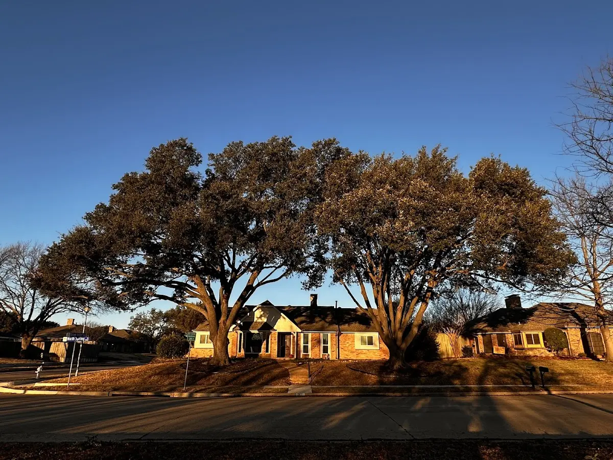 Established residential canopy tree shading a home in Pagosa Springs